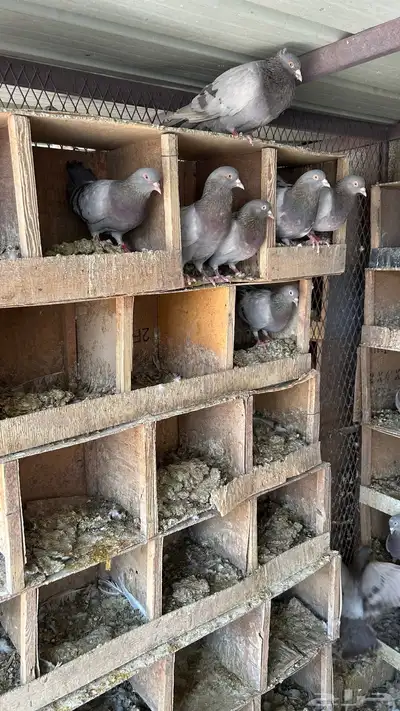 حمام لاحم سلفر 2