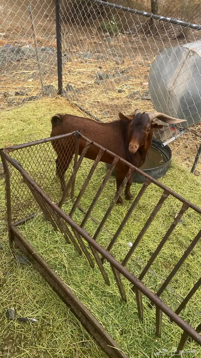 العرضية الجنوبية 0