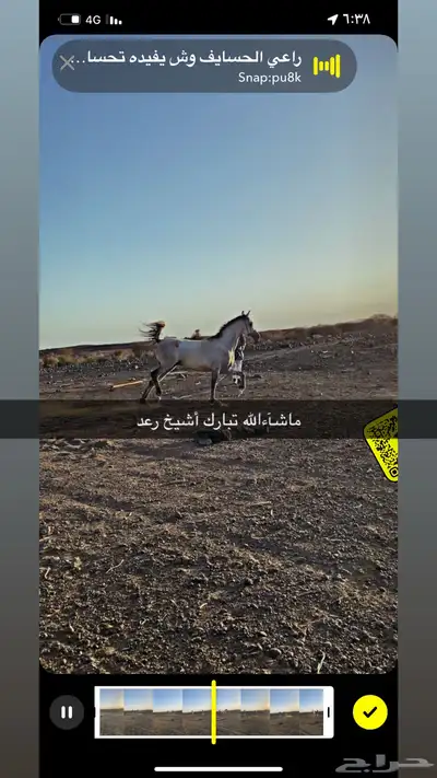 خيل  شعبي 2