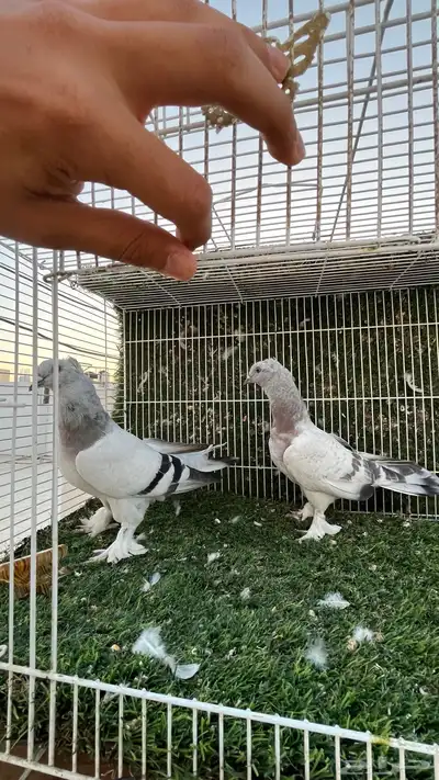 حمام تركي 4