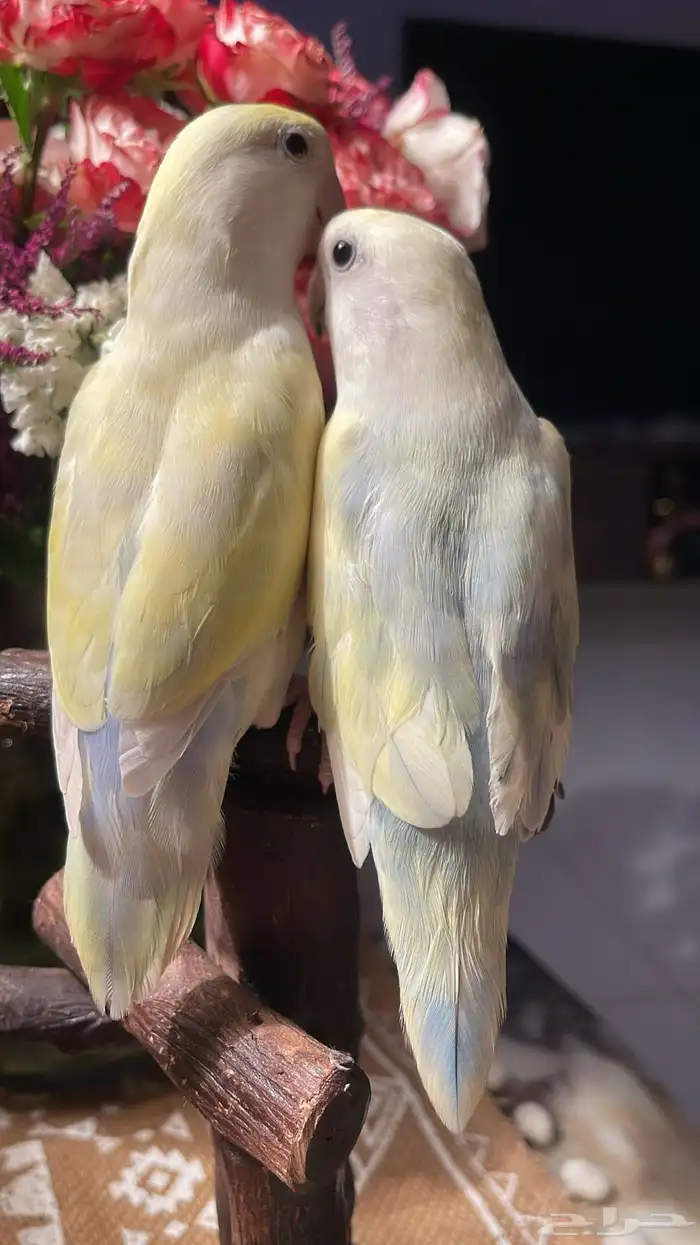 للبيع ببغاء الروز الاليف ونظيفه 6