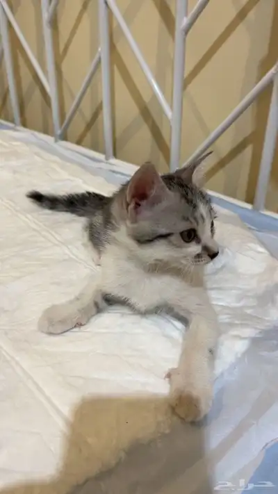 تبني قطط 17