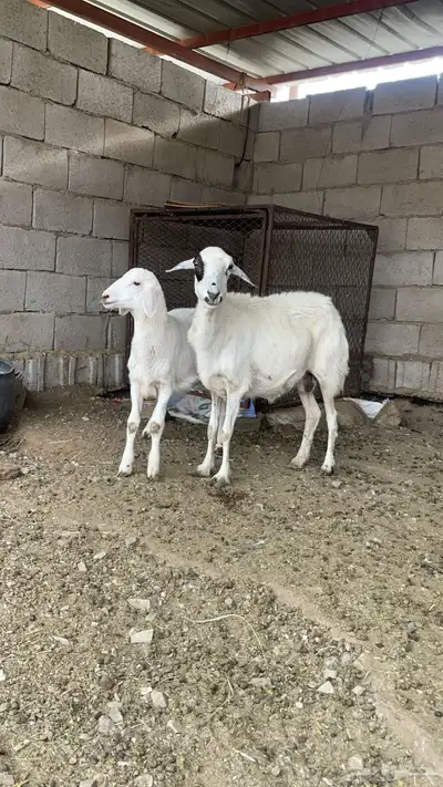 شاه عليها طلي ودافع في شهرين 0