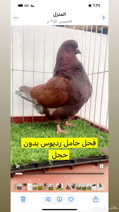 حمام فرش موندين 4