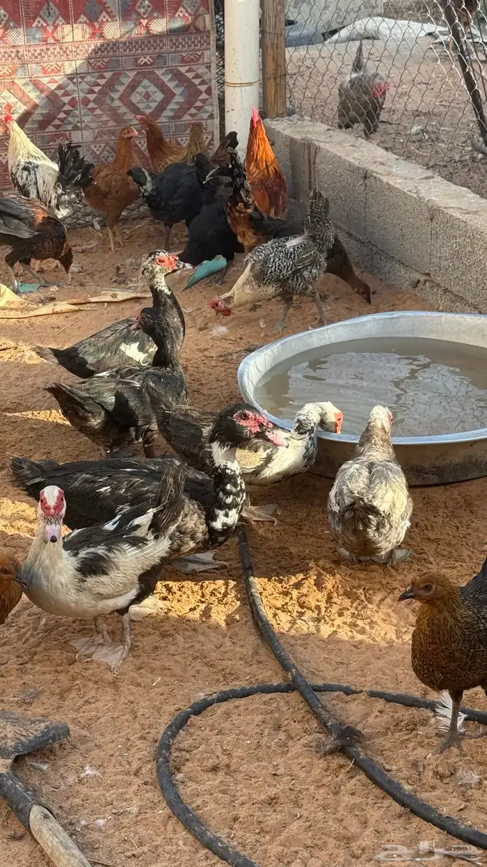 بط بح مصري تم البيع 0