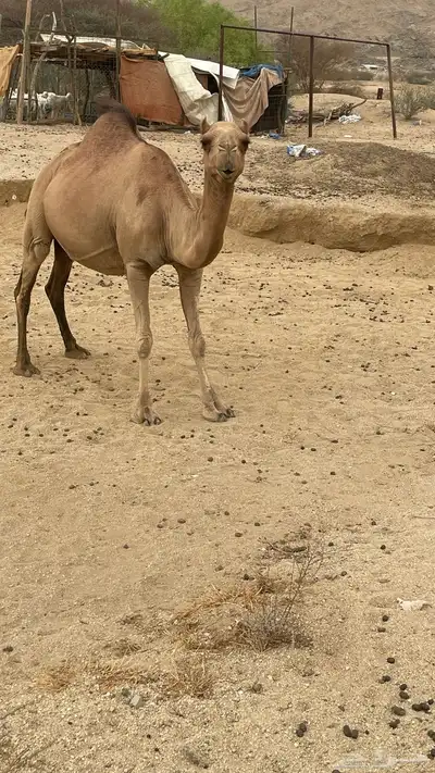 ناقه ساحليه جنبه تسعه اشهر 5