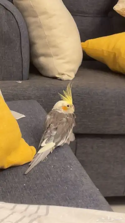 ببغاء كروان اليف 0