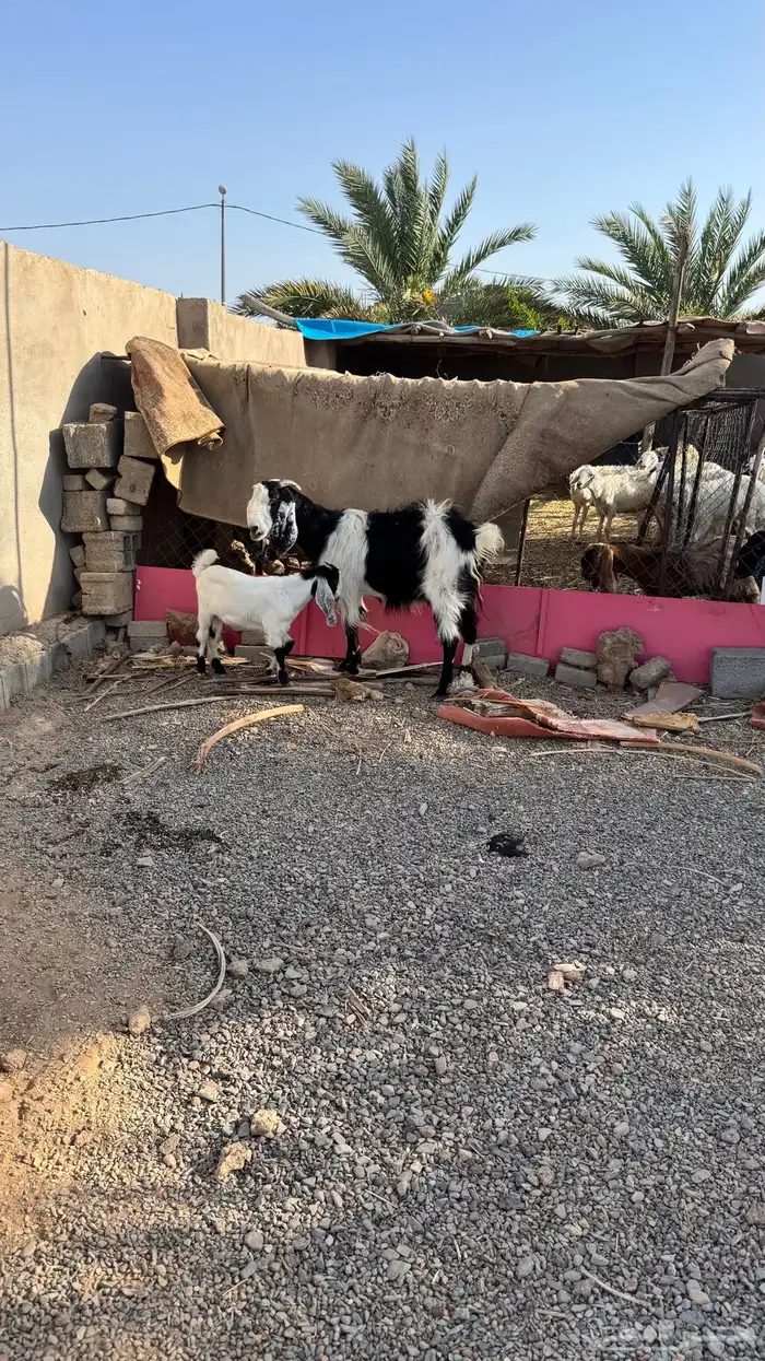 عنز بولدها وبهم تربية 9