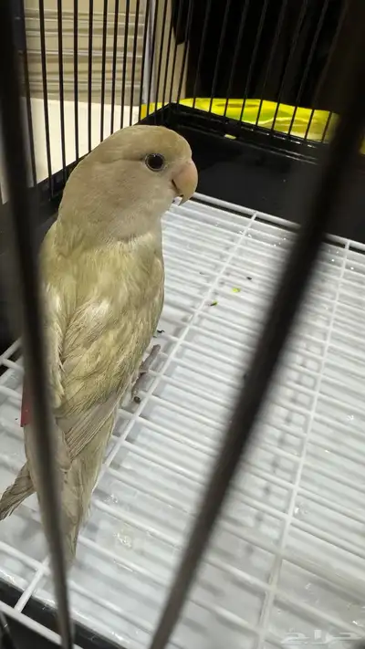 للبيع روز نص ولافه لونه مميز فستقي 1