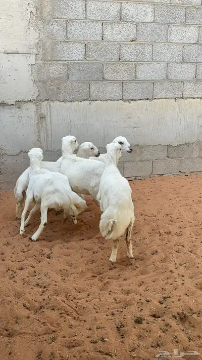 رخال رفيد 5