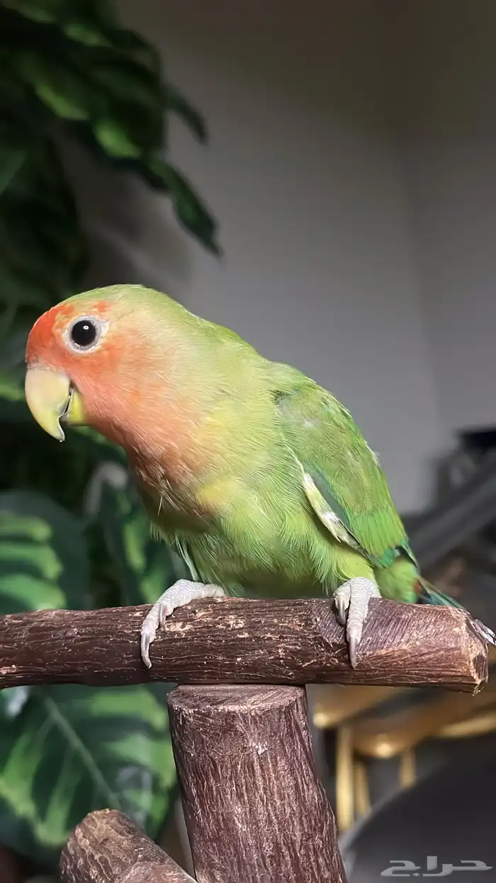 للبيع ببغاء روز اليف مناسب للأطفال 4