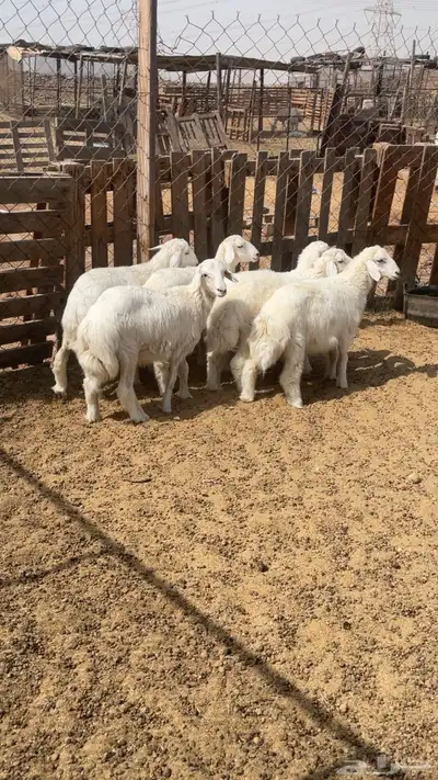 طليان طيبه اعمارها 4 شهور 0