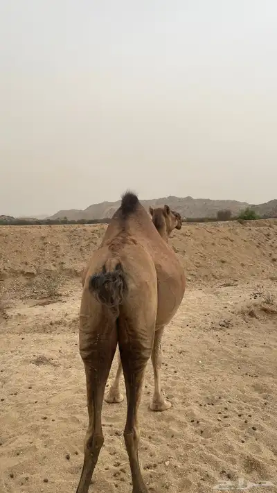 ناقه ساحليه جنبه تسعه اشهر 0