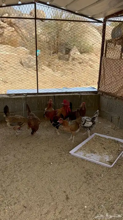 دجاج عربي افرق 0
