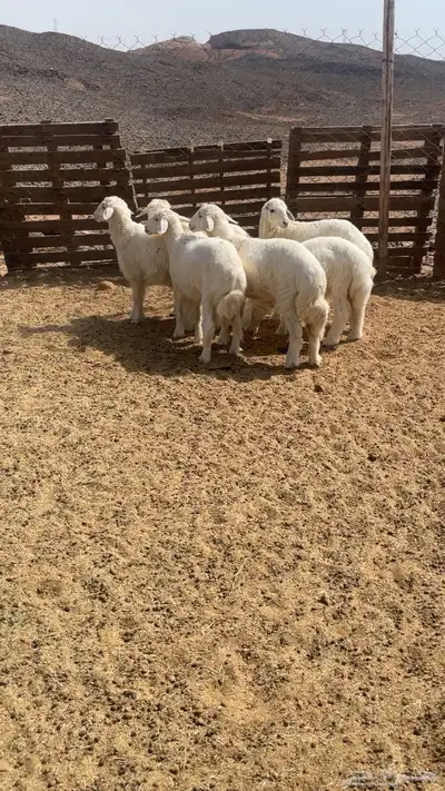 طليان طيبه اعمارها 4 شهور 1