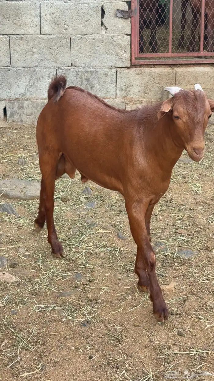 مشروع فحل ادهم كايف(تم البيع) 0