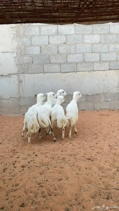 رخال رفيد 1