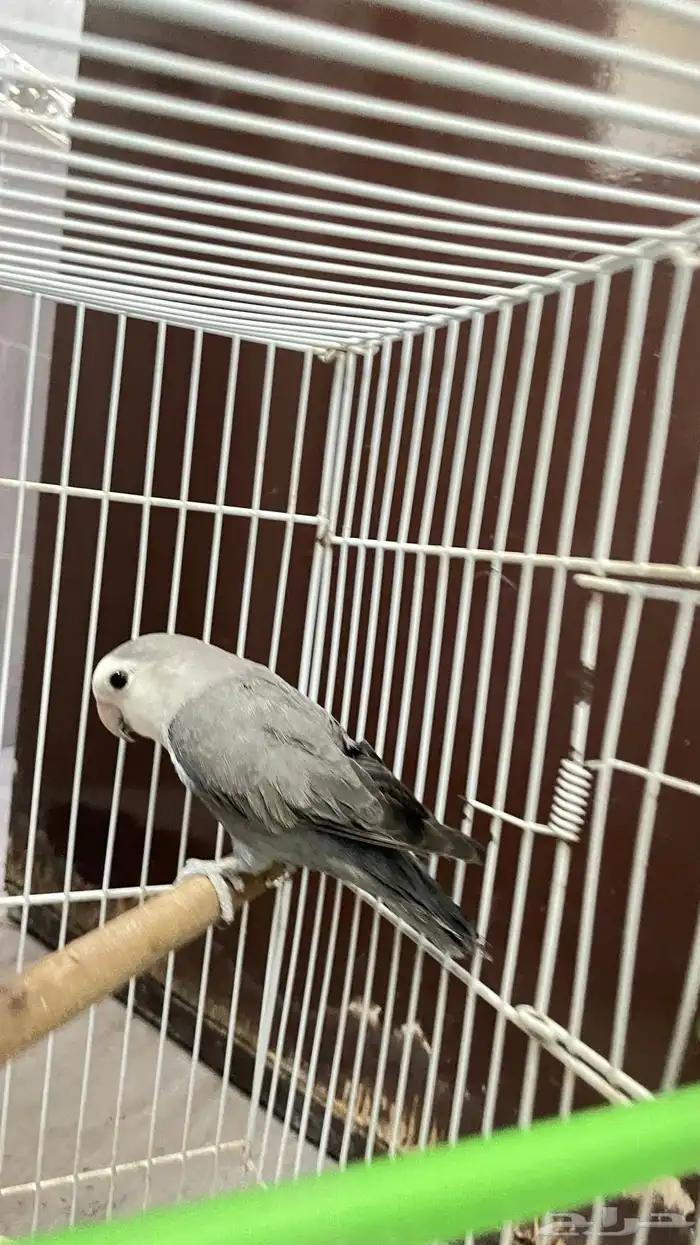 ببغاء روز 6
