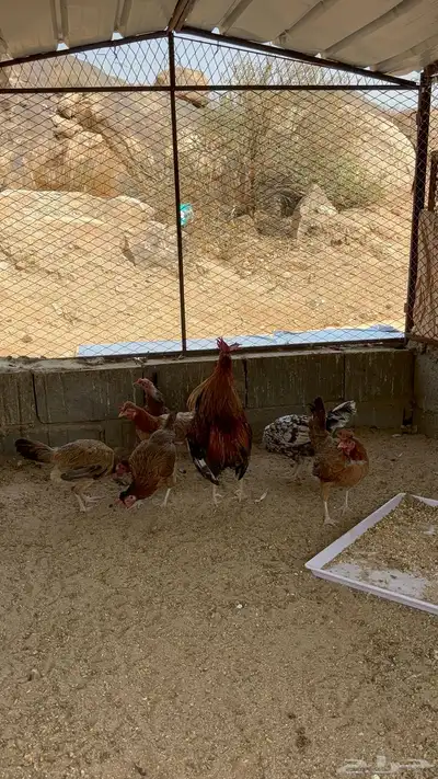 دجاج عربي افرق 6