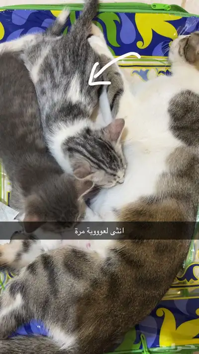 تبني قطط 8