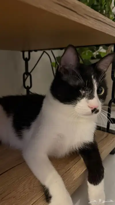 Cat for adoption 2