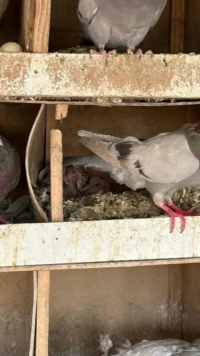 حمام لاحم سلفر 3
