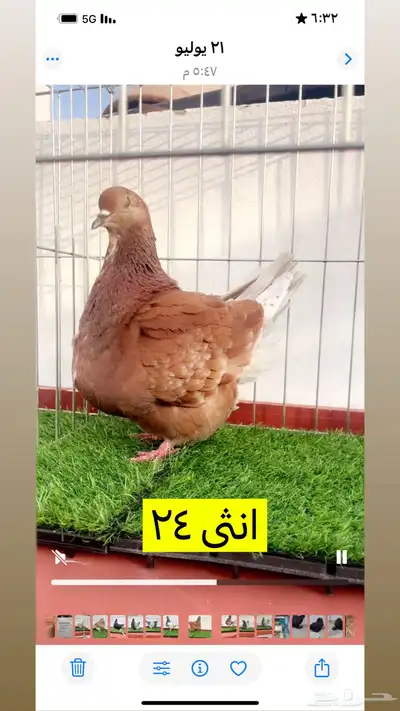 حمام فرش موندين 1