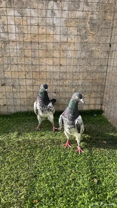 حمام باكستاني 12