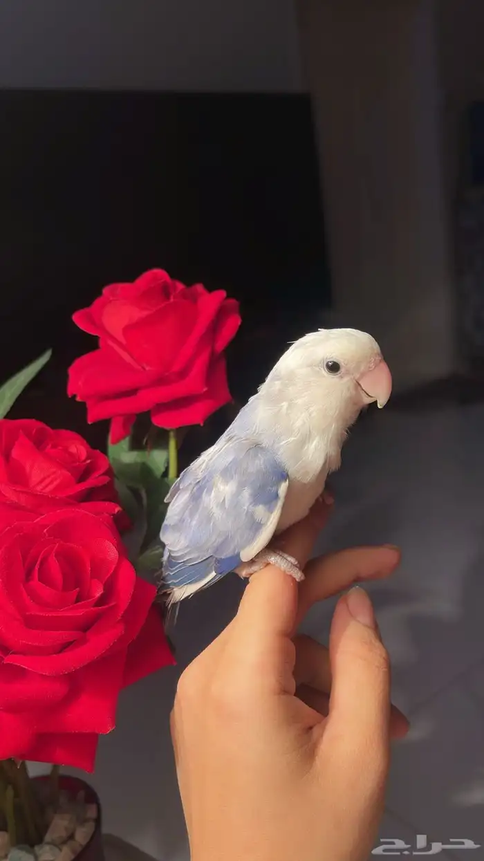 للبيع ببغاء الروز 1