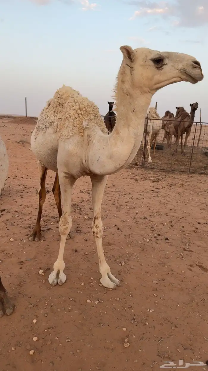 مفرود للبيع 0