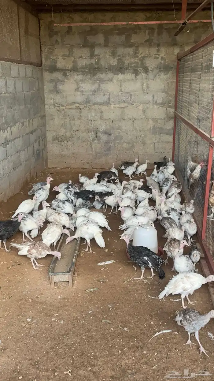 فروخ روميي دجاج ديك 2