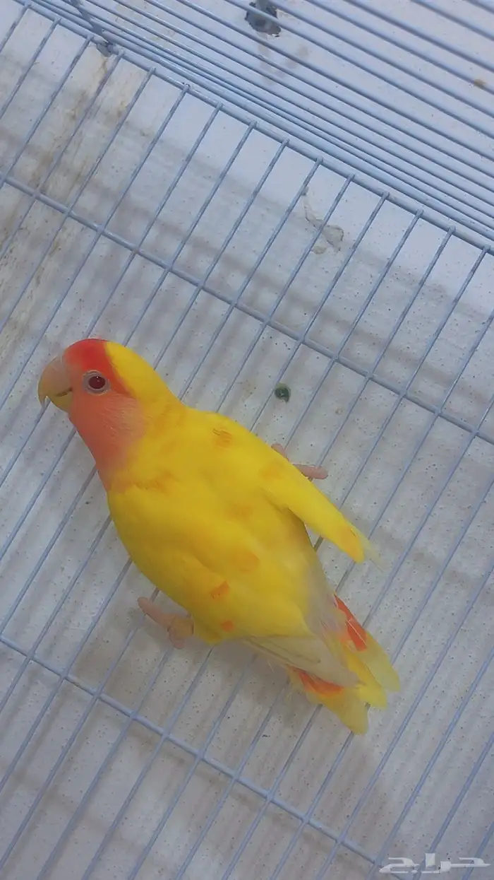 انثى روز طفره 0