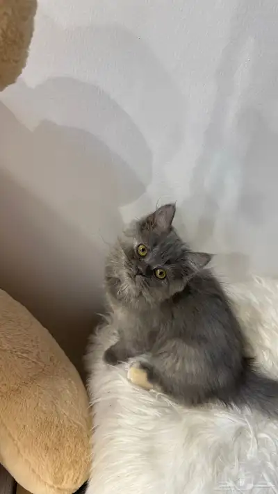 قطط 8
