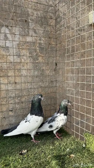 حمام باكستاني 1