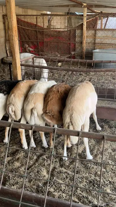 للبيع رفيد 0