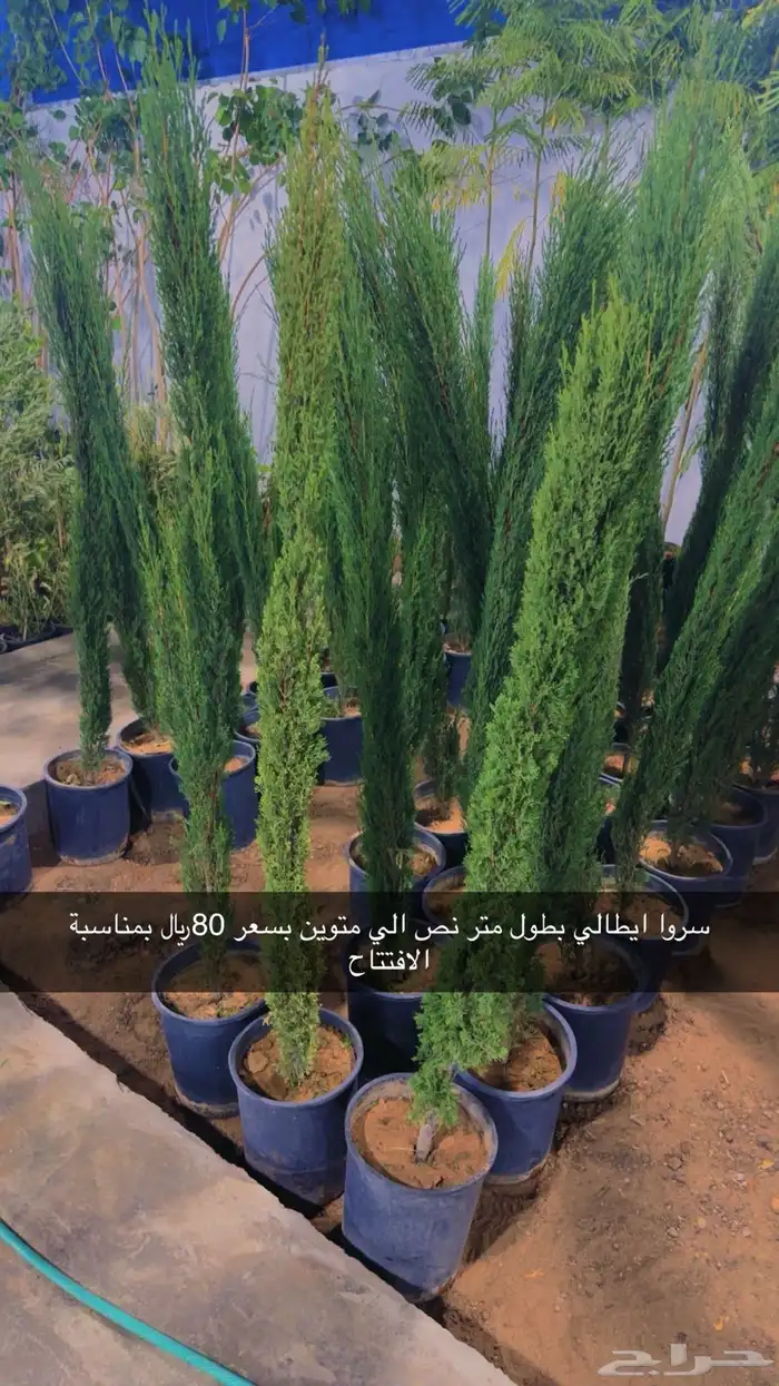 سروا ايطالي بسعر الجمله 0