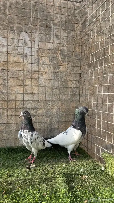 حمام باكستاني 2