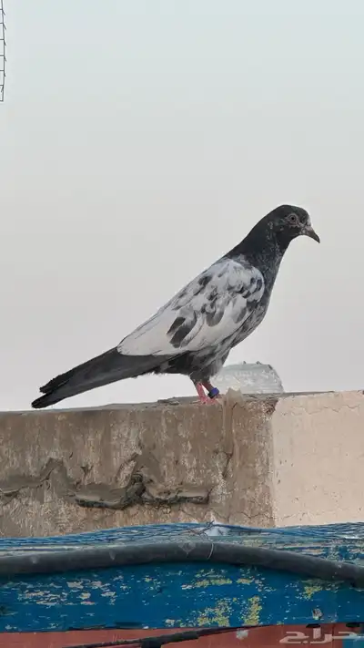 حمام بكستاني 1