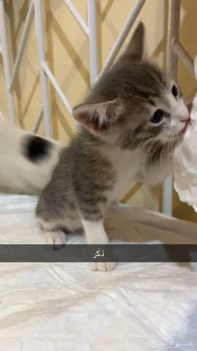 تبني قطط 13