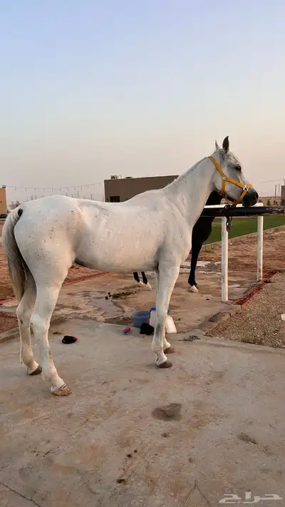 فرس شعبية 1