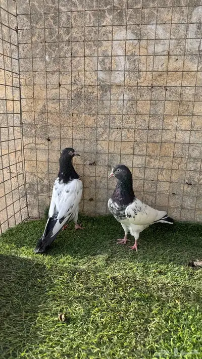 حمام باكستاني 9