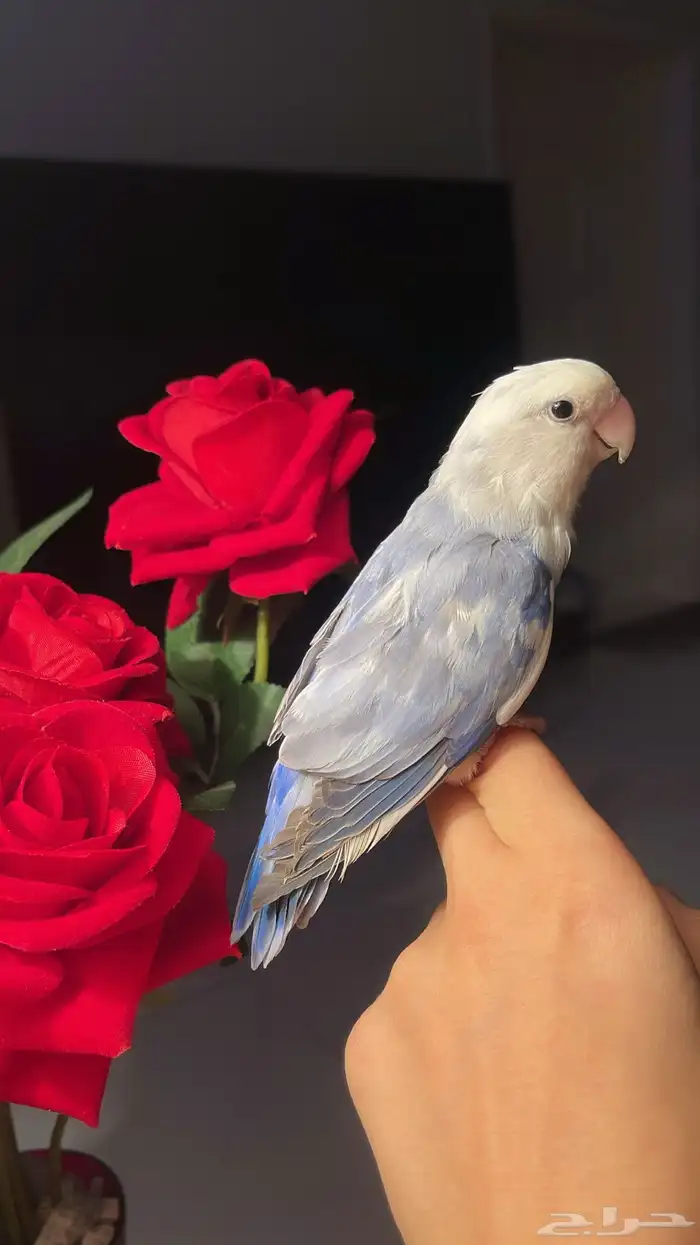 للبيع ببغاء الروز 3
