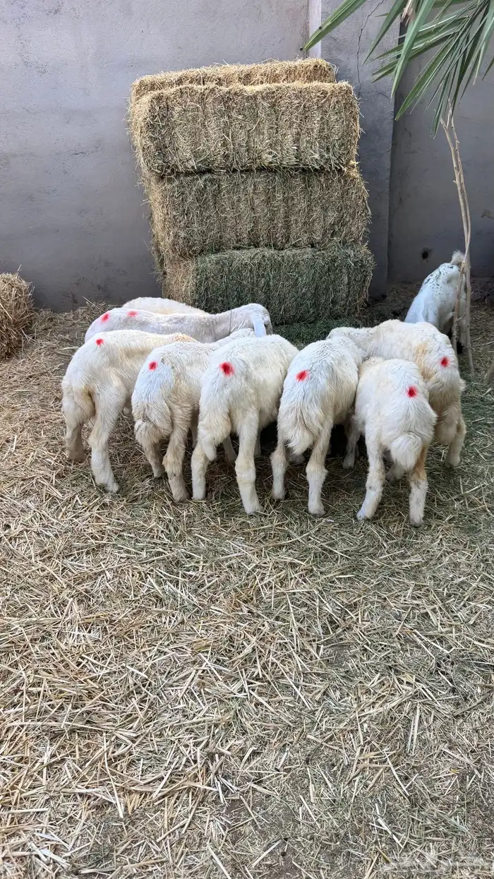 عنز بولدها وبهم تربية 2