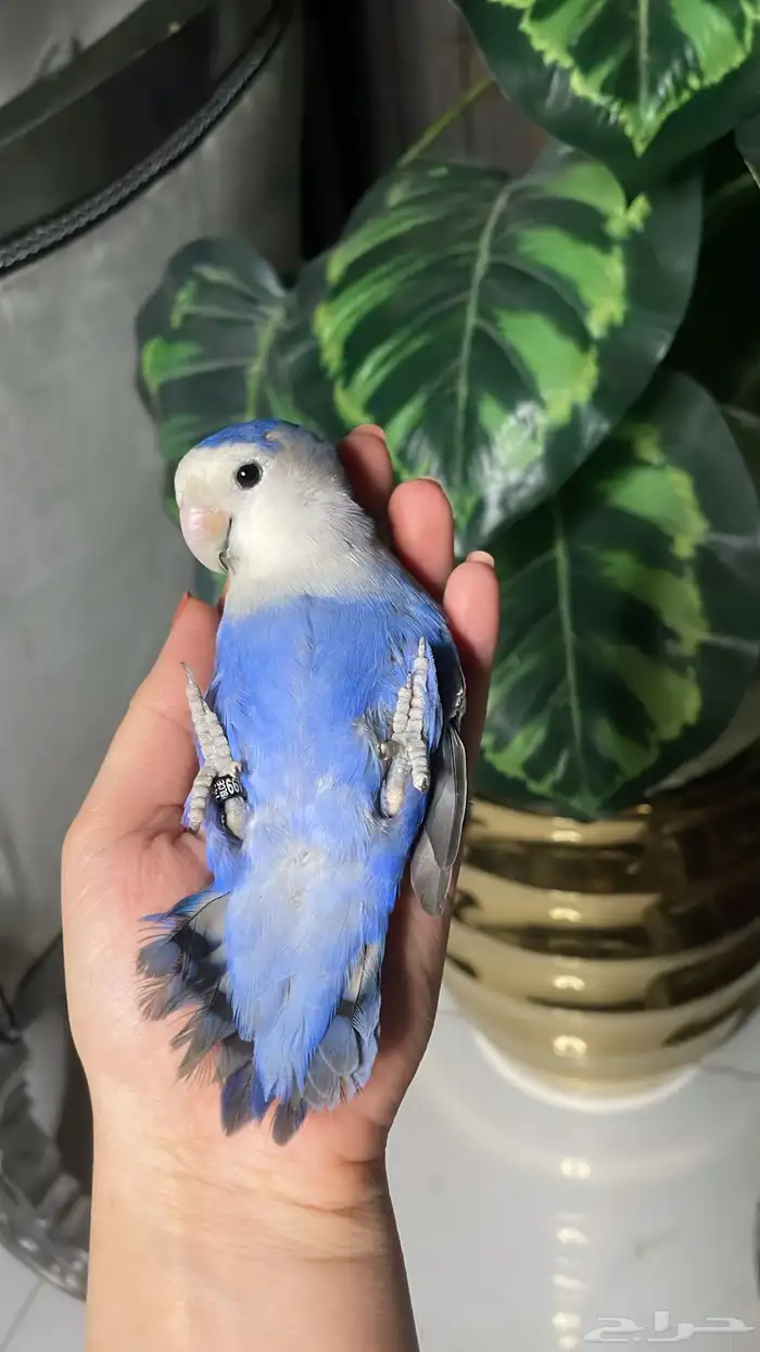 للبيع ببغاء روز الاليف 1