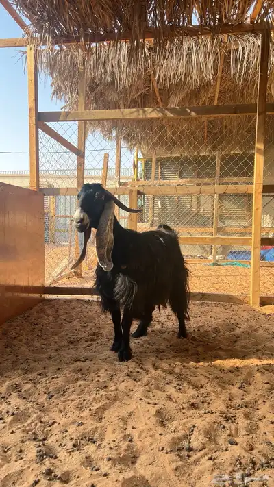 عنز عارضيه 0