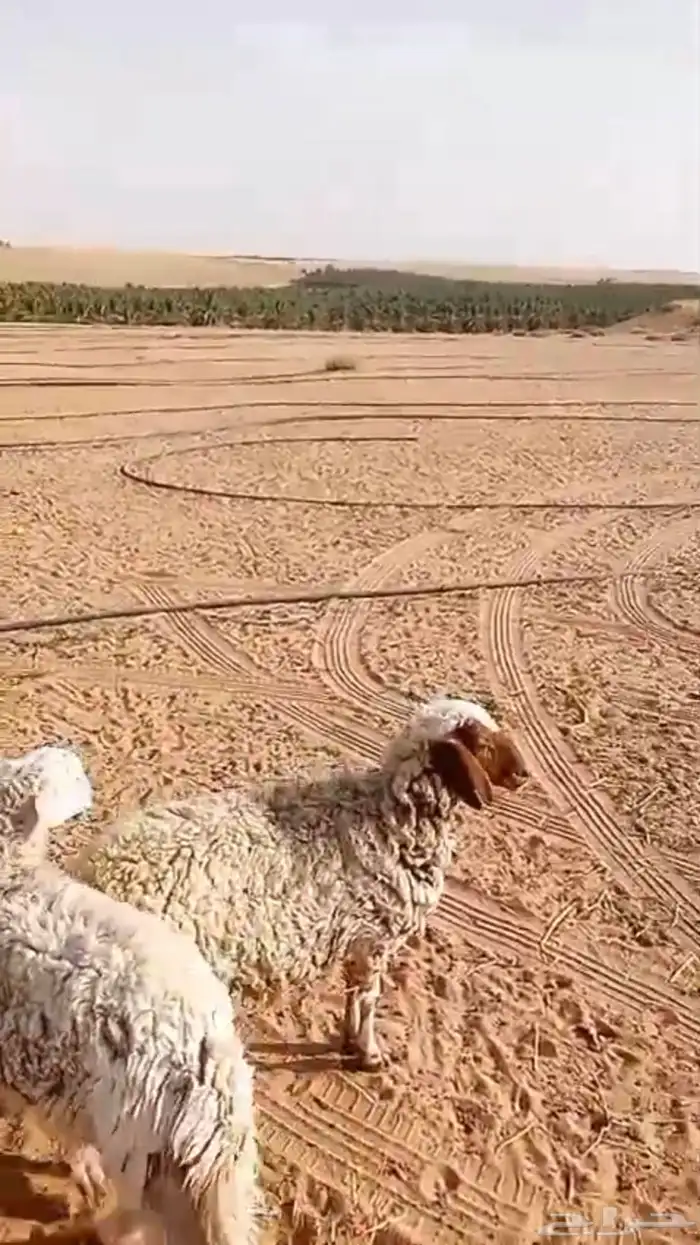 طلي ورخل ذبايح 1