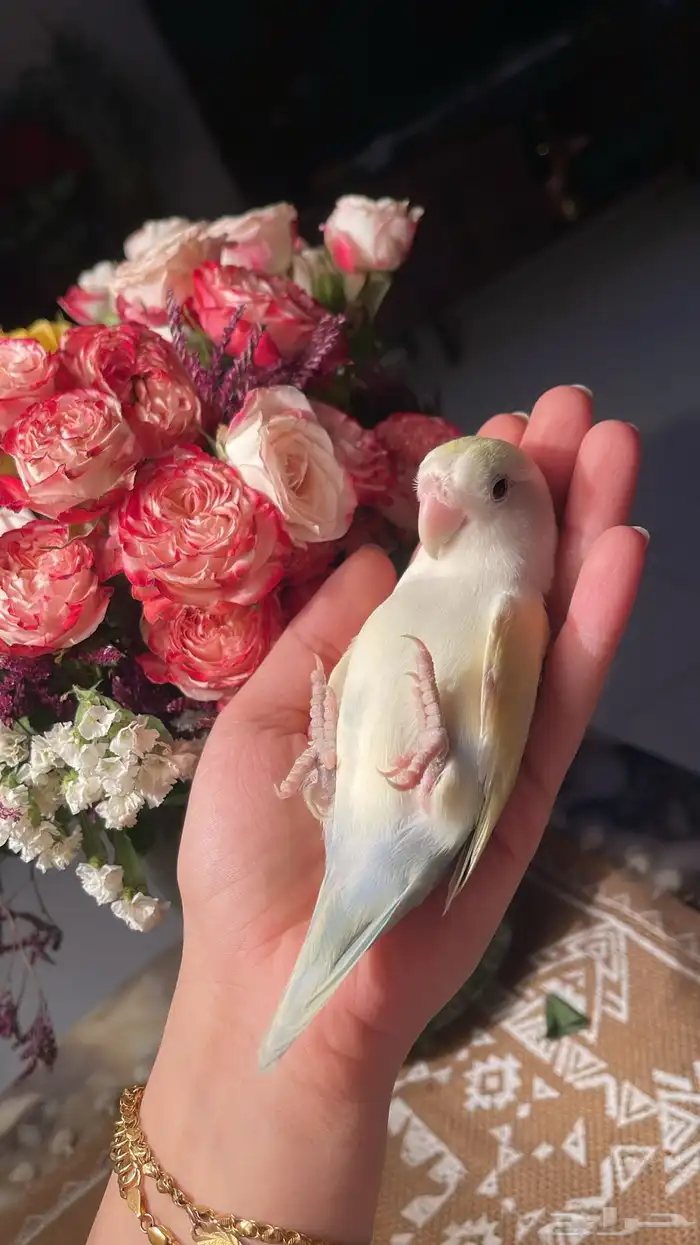 للبيع ببغاء الروز الاليف ونظيفه 2