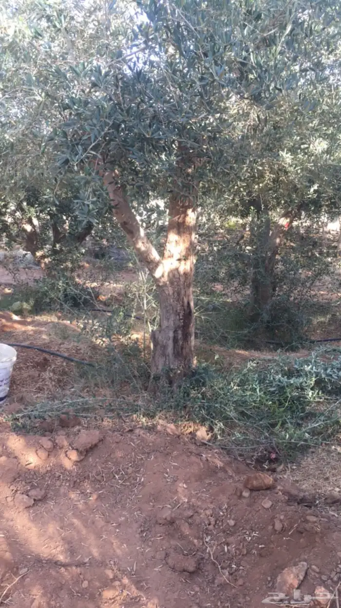 شجر زيتون ومعمر 36