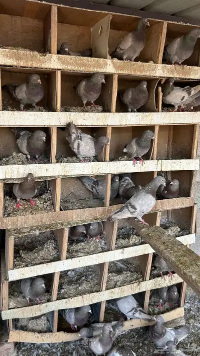 حمام لاحم سلفر 5
