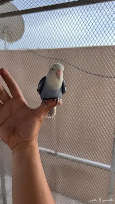 روز اليف 2